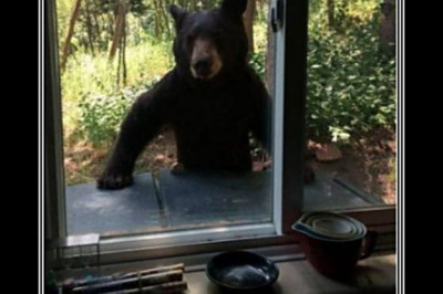 В поисках приключений и меда