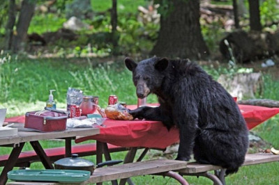 Человеческий быт диких животных