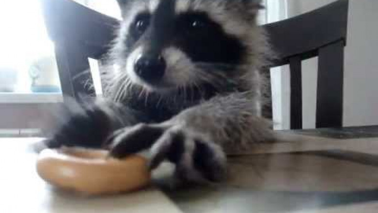 Енот Марсель обедает 