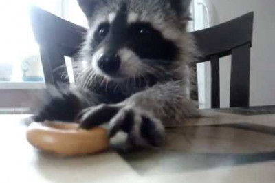 Енот Марсель обедает 