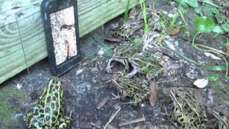 Кинотеатр для лягушек 