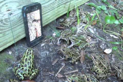 Кинотеатр для лягушек 