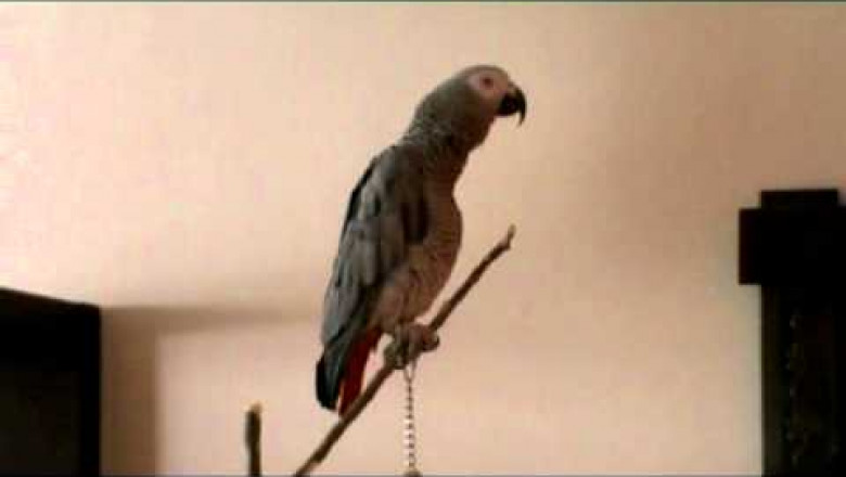 Сказка про Красную шапочку 