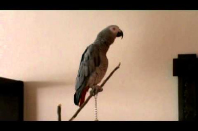 Сказка про Красную шапочку 