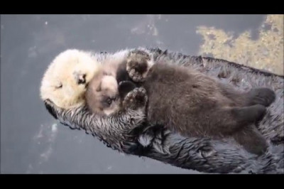 Умилительная выдра 