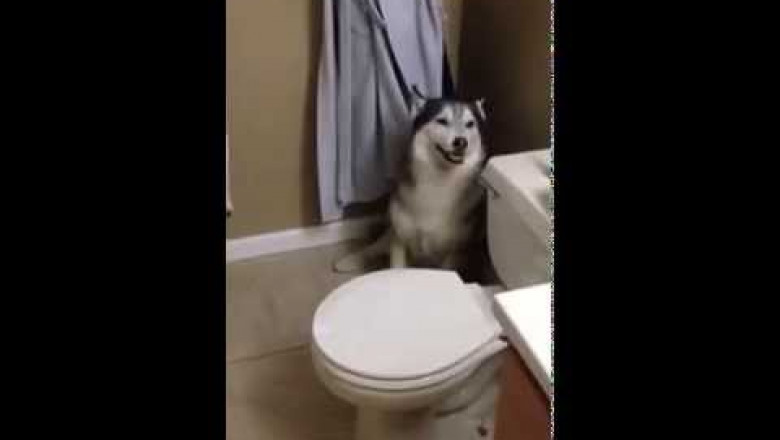 Хаски не любит купаться 