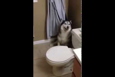 Хаски не любит купаться 