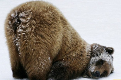 Животные в фотографиях 