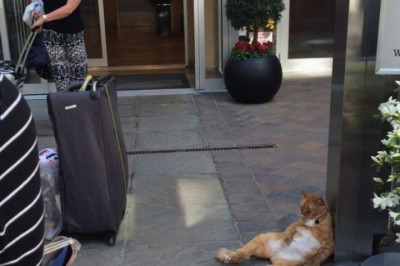 Эта  при забавная живность 