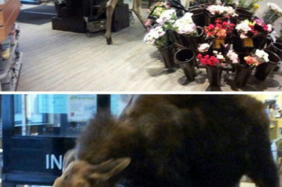 Необычные гости в супермаркете