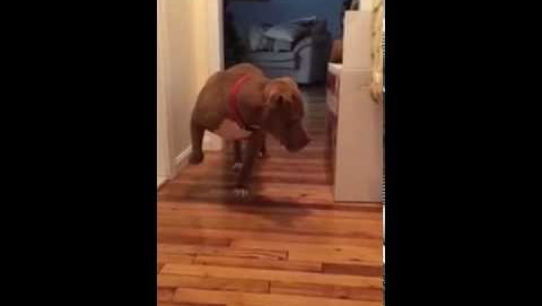 Питбуль боится разбудить кота 