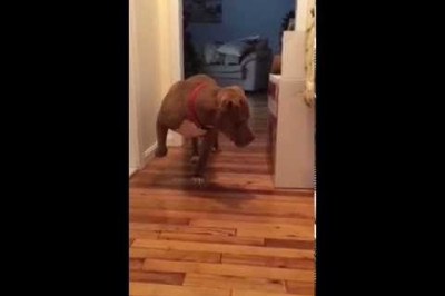 Питбуль боится разбудить кота 