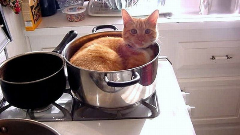 Коты в ёмкостях 