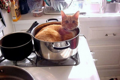 Коты в ёмкостях 