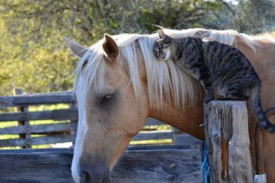 Необычная дружба среди животных