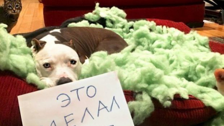 Понять и простить домашнего питомца