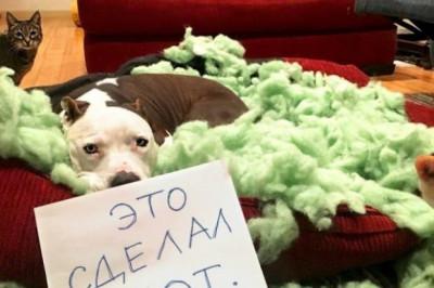 Понять и простить домашнего питомца