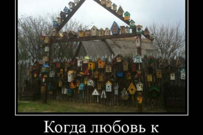 Безграничная любовь к скворцам