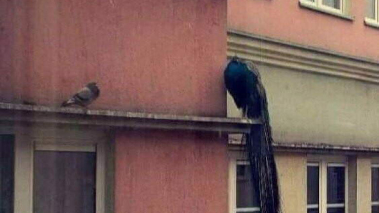 Забавное в фотоснимках 