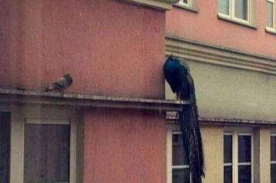 Забавное в фотоснимках 