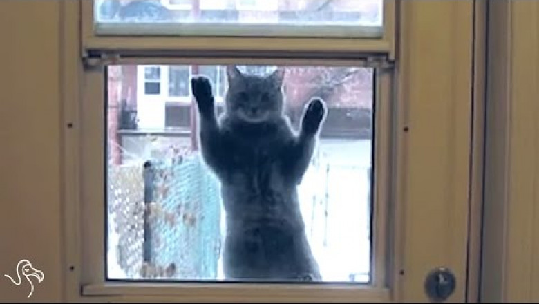  Впусти меня !!!