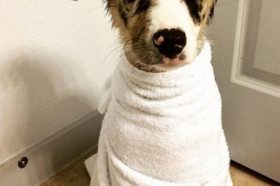 Купание наших питомцев 