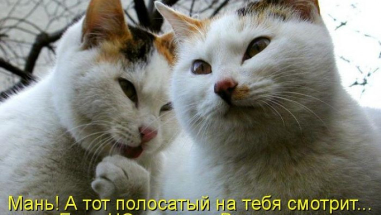 Мысли вслух 