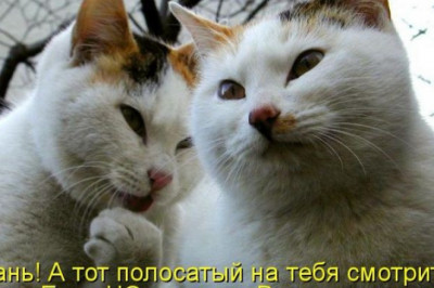 Мысли вслух 