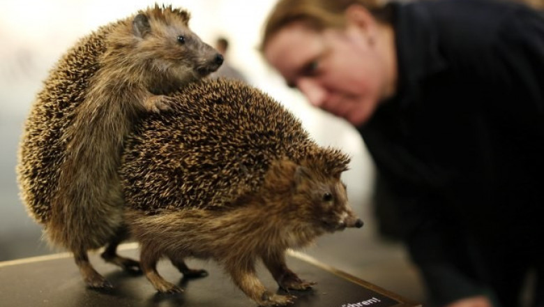 Необычная выставка 