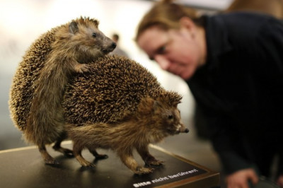 Необычная выставка 