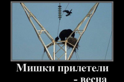 Весна мишки прилетели 