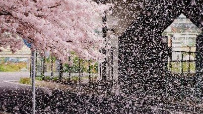 Когда отцветает сакура 