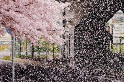 Когда отцветает сакура 