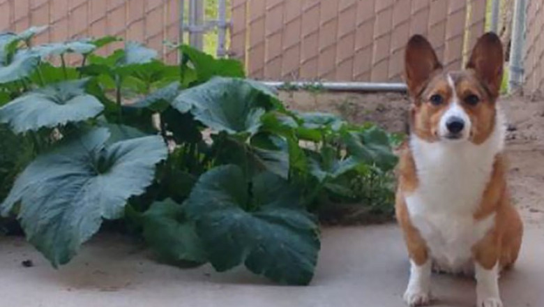 Собаки , вызывающие улыбку 