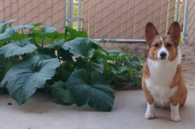 Собаки , вызывающие улыбку 