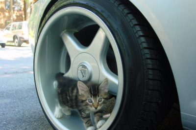 Мир на колесах: крути педали