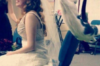 Коты , испортившие фотографию