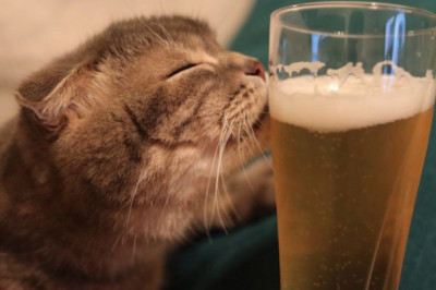 Коты любители пивка и рыбы
