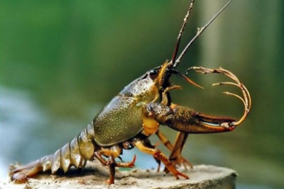 Дивный вопрос - когда рак на горе свистнет?