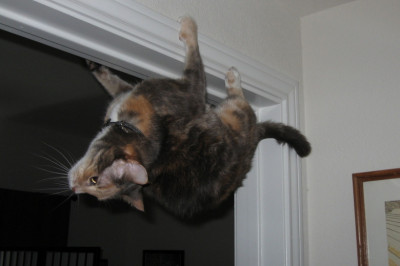 Кот напоминает асасина