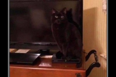 Кот спрятался от хозяина