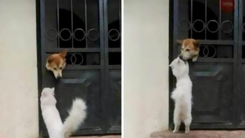 Ну , очень позитивные животные !