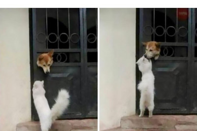 Ну , очень позитивные животные !