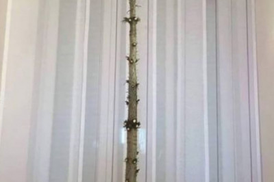 Об особой любви собак и кошек к ёлкам знают все