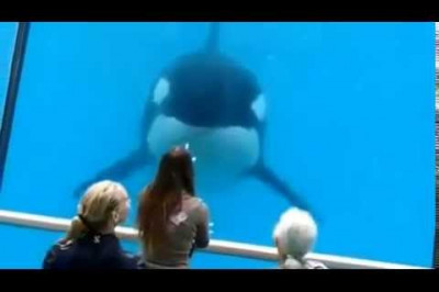 Умница касатка  !