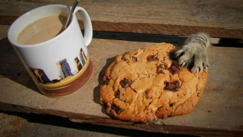 Усатые воришки 