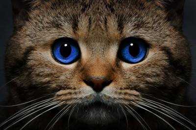 Бракованная кошка