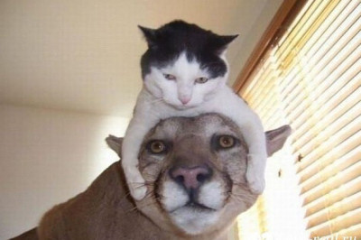 Брат приехал в гости