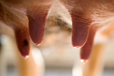 Коровье вымя