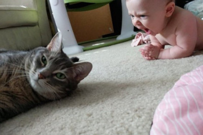 Разная , забавная  живность 